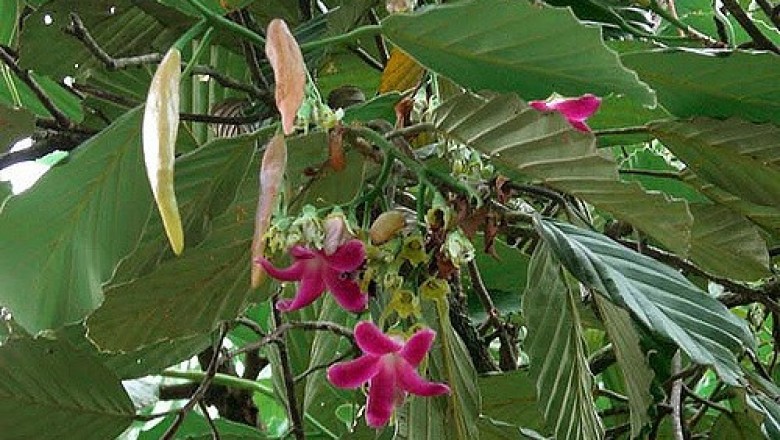 Cây Dầu trà beng. Dipterocarpus obtusifolius Teijsm. - Cây Thuốc Nam Quanh Ta